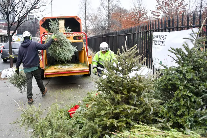 Workers hold Christmas trees before putting them in a chipper
